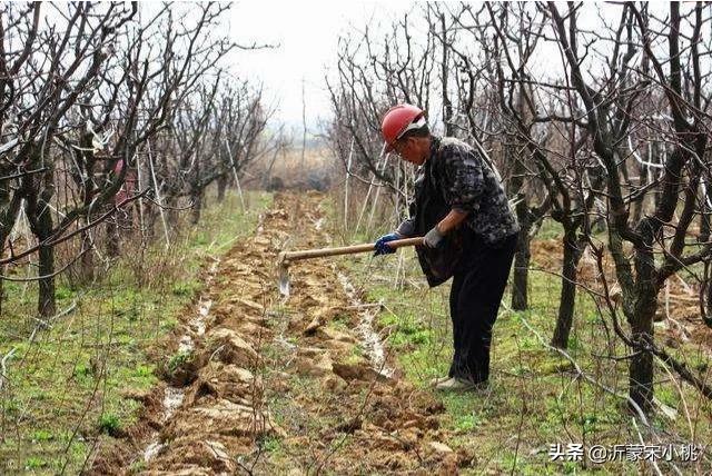 開春果園施肥，為什么有人說必須補(bǔ)氮肥，而尿素卻千萬不能撒？