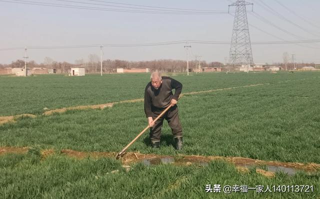 現在給小麥追肥會貪青晚熟嗎？